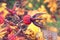 Autumn rosehips with spiderweb and raindrops