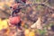 Autumn rosehips with spiderweb and raindrops