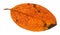 autumn rotten leaf of malus tree isolated