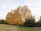 Autumn row of high trees golden yellow fall pretty nature white