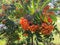 Autumn rowan berries in red