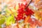 Autumn rowan tree with red berries