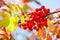 Autumn rowan tree with red berries and colorful leaves.