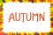 Autumn. Rowanberry. Border frame of colorful autumnal leaves