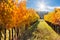 Autumn Rows of Vineyard in Wine Growing Region, Tuscany