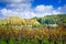 Autumn rural landscape with close up view of golden grapevines with colourful trees on the slopes in the background