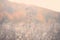 Autumn rural landscape with fog, sunrise and blossoming meadow.