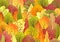 Autumn rural landscape with trees and leaves. Background with forest. Natural banner  with plants. Vector flat design. Seasonal te