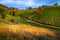 Autumn rural scenery with grazing cows and colorful deciduous trees