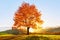 Autumn rural scenery with mountains, forests and fields. There is a lonely lush tree on the lawn covered with orange leaves.