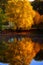 Autumn rustic forest landscape. Old tree reflecting in the water