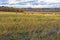 Autumn rustic landscape, sloping field, meadow, grazing cows, shepherd, field after harvest on background of forest