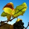 Autumn rusty grape leaves and grapes on a sunny day