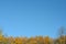 Autumn rusty tree background agains blue sky