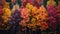 Autumn\\\'s Beauty: Vibrant Fall Foliage Amidst Nature\\\'s Splendor