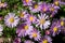 Autumn\\\'s Delight: Vibrant Purple Aster Blooms in the Sunlit Garden