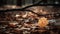 Autumn\\\'s Essence: A Beautiful Dry Leaf Resting on the Ground. Generative AI