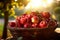 Autumn\\\'s finest, full basket of red organic apples, backlit by soft sun