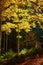 Autumn\\\'s Golden Embrace: A Breathtaking Tapestry of Beech Forest Splendor