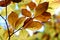 Autumn\\\'s Golden Touch - Nature Art