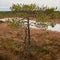 Autumn\\\'s Guardian: A Tree Amidst Frozen Lakes in the Enigmatic Swamp