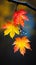 Autumn\\\'s Melancholy: A Closeup of Droplets on Maple Leaves, Diss