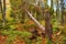 Autumn\\\'s Resilient Beauty: Majestic Fallen Tree Amidst the Forest