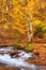 Autumn\\\'s Serenade: A Serene River Journey Through the Enchanting Forest