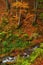 Autumn\\\'s Serenade: A Serene River Journey Through the Enchanting Forest