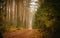 Autumn\\\'s Tapestry: A Tranquil Forest Path Adorned in Fall Splendor