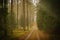 Autumn\\\'s Tranquil Trail: A Scenic Path Through the Fall Forest