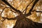 Autumn\\\'s Whispers: Tree of Life Represented by a Mesmerizing Autumn Tree. Generative AI