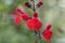 Autumn sage Salvia greggii