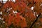 Autumn sakura leaves in red, brown and yellow covered by raindrops and suitable as seasonal background.