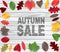 Autumn sale wooden board background with realistic colorful leaves.