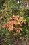 Autumn Sassafras Bush