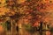 Autumn scene: bald cypresses with fall foliage