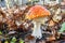 Autumn scene a beautiful large poisonous mushroom fly agaric grows in the autumn deciduous forest. Selective focus