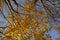 Autumn scene with beautiful maple trees. Branches with golden leaves in fall season