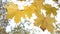 Autumn Scene. Beautiful yellow maple leaves swaying in the wind. Trees in the Park, forest