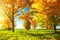 Autumn scene. Bright autumn day. Beautiful nature in october. Sunny autumn landscape