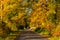 Autumn scene. Fall background. Colorful leaves in park everywhere. Trees and path covered by yellow foliage.