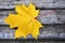 Autumn scene- golden maple leaf