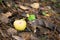 Autumn scene grey mushroom growing floor and yellow apple close up