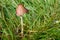 Autumn scene, lonely mushroom in the grass