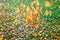 Autumn scene with numerous birch leaves falling on a green lawn. A birch twig with yellow autumn leaves bent to the