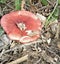 Autumn scene with red mushroom in Orihuela