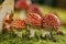 Autumn scene: Three little toadstools