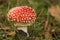 Autumn scene: toadstool or fly agaric mushroom