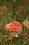 Autumn scene: toadstool or fly agaric mushroom